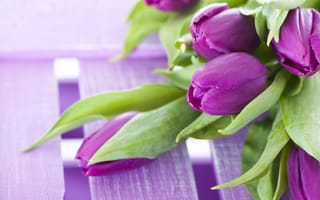 Картинка цветы, фиолетовые, тюльпаны, букет