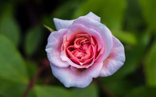 Картинка розы, цветы, зеленый, боке, розовые, листья, бутоны