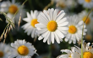 Картинка цветы, ромашки, колоски, белые, боке