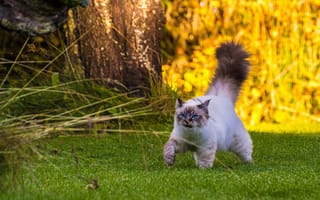 Картинка Бирманская кошка, прогулка, кот, пушистый хвост