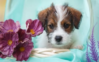 Картинка Джек-рассел-терьер, собака, цветы, мордашка, щенок