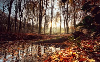 Картинка осень, лес, nature, парк, листья, autumn, деревья, tree, forest, sunrise, park, leaves