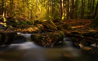 Картинка осень, лес, мох, Германия, ручей, камни