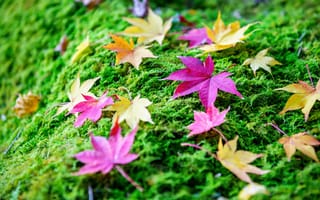 Картинка осень, трава, autumn, grass, maple, листья, клен, colorful, leaves