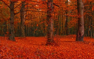 Картинка осень, лес, красный, деревья, листва, листья, ветки, поляна