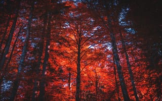 Картинка осень, лес, природа, ветви, свет, деревья, ствол, листва
