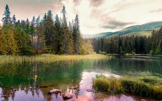 Картинка лес, отражение, водоем, берег