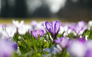 Картинка трава, свет, белые, весна, крокусы, цветы, поляна, сиреневые