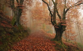 Картинка осень, лес, Наварра, Baztan, Navarre, Spain, опавшие листья, Испания, туман, Бастан, деревья