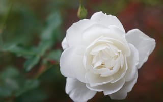 Картинка flower, white rose, rose flower