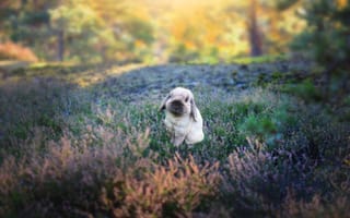 Картинка осень, белый, поляна, кролик, цветы, природа, свет, вислоухий