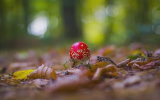 Картинка природа, грибы, мухомор, боке, размытие