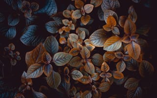 Картинка листья, темный, растение, колеус, обработка