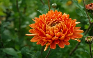 Картинка хризантемы, оранжевый, зеленый, боке, капли