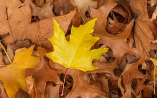 Картинка осень, листья, yellow, клен, colorful, leaves, autumn