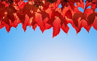 Картинка осень, небо, багрянец, листья