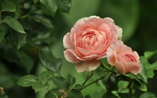 Картинка листья, цветы, сад, дуэт, кусты, оранжевый, кремовый, розы