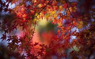 Картинка осень, клён, ветки, листья
