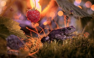 Картинка листья, макро, природа, боке, малина, ягода, жаба, мох