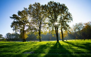 Картинка зелень, поле, солнце, лучи, деревья, трава, свет, осень