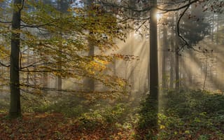 Картинка осень, лес, ветки, лучи, туман, солнце, свет, деревья