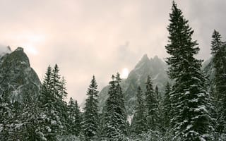 Обои зима, небо, солнце, скалы, природа, горы, деревья, пасмурно, снег