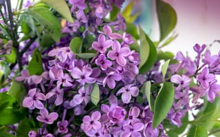 Картинка листья, ветки, боке, сирень, цветение, весна