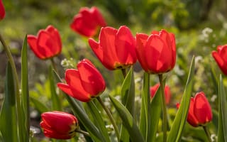 Картинка цветы, красный, весна, боке, тюльпаны