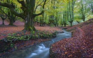 Картинка осень, лес, Бискайя, ручей, Biscay, Basque Country, Spain, опавшие листья, деревья, речка, Страна Басков, Испания