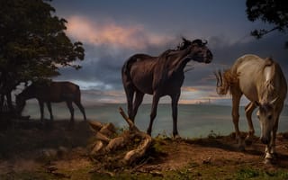 Картинка природа, кони, дикие лошади