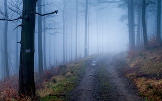 Картинка дорога, осень, природа, лес, деревья, туман