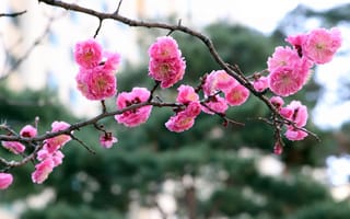 Картинка цветы, ветки, розовые, сакура, боке, цветение, весна