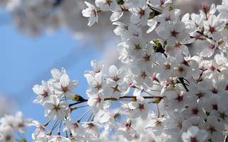 Картинка небо, свет, весна, белые, ветки, вишня, цветы, сакура