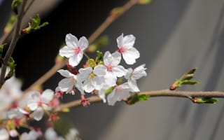 Картинка цветы, ветки, весна, цветение, вишня, белые, сакура, серый