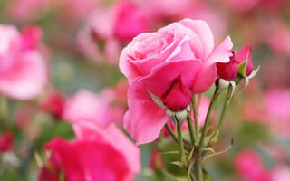 Картинка капли, розы, сад, розовые, боке, бутоны