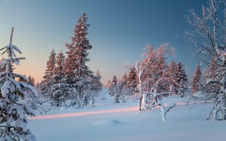 Картинка зима, снег, Finland, деревья, сугробы, Lapland, Лапландия, Финляндия