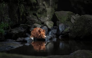 Картинка вода, собака, Бордер-колли, камни, Светлана Писарева