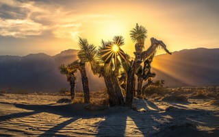 Картинка солнце, деревья, горы, пустыня, Joshua Tree