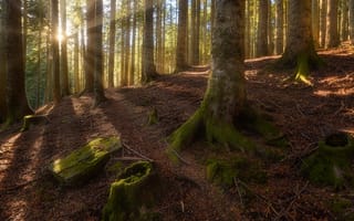 Картинка пни, лучи, деревья, пень, бор, свет, мох, сосновый