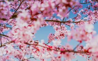 Картинка свет, деревья, весна, вишня, ветки, размытие, красота, цветы