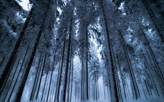 Картинка зима, лес, деревья, природа, снег