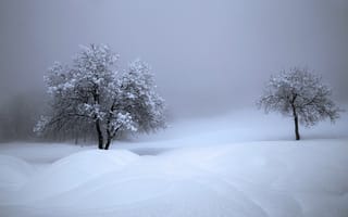 Картинка зима, снег, Швейцария, деревья, сугробы