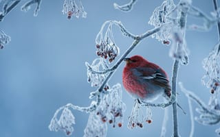 Картинка зима, иней, птица, ветки, Обыкновенный щур