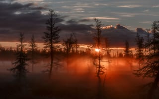 Картинка Восход, сумрак, зарево, лучи, туман, солнце, деревья