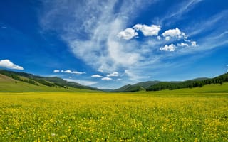 Картинка поле, лес, цветы, небо, желтый, горы, лето, облака