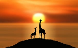 Картинка жирафы, солнце, силуэты