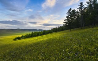 Картинка поле, лес, склон, цветы, лето, луг