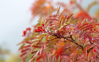 Картинка осень, листья, ягоды, ветки, рябина, капли