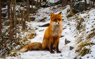 Картинка зима, лес, природа, трава, камни, снег, растительность, взгляд