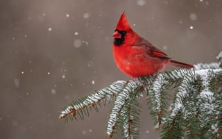Обои снег, ветка, Красный кардинал, птица